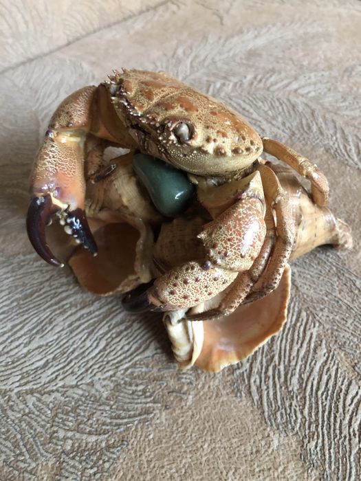 Морская композиция краб и ракушки