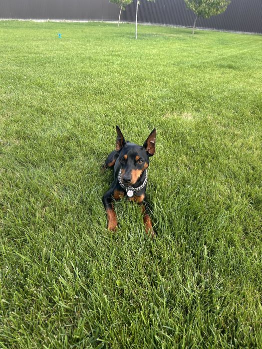 Цвергпінчер Цент шукає наречену