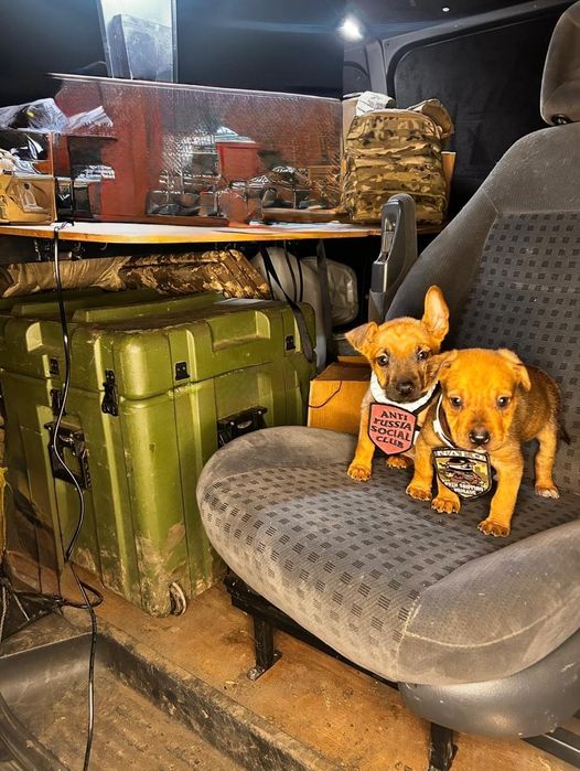 Цуценята цуцики щеночки