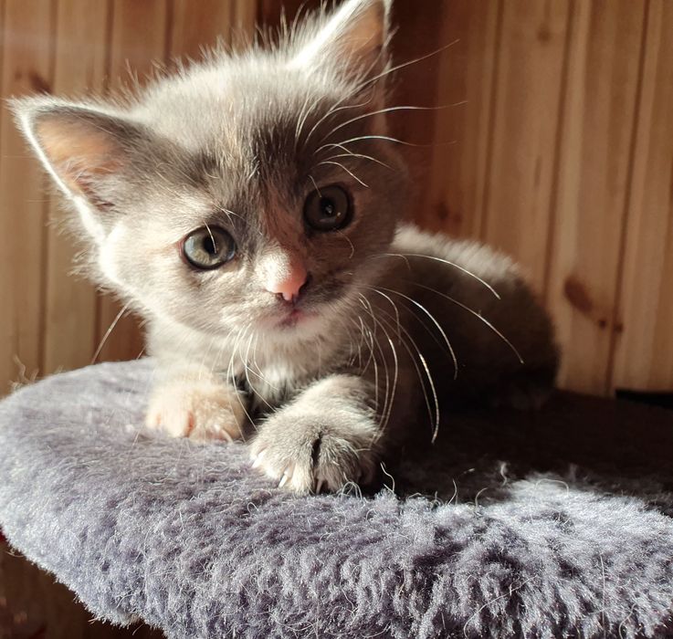 Віддам британське кошеня в добрі руки