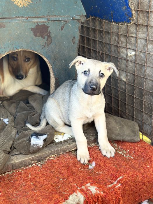 Хлопчик цуценя в добрі руки!