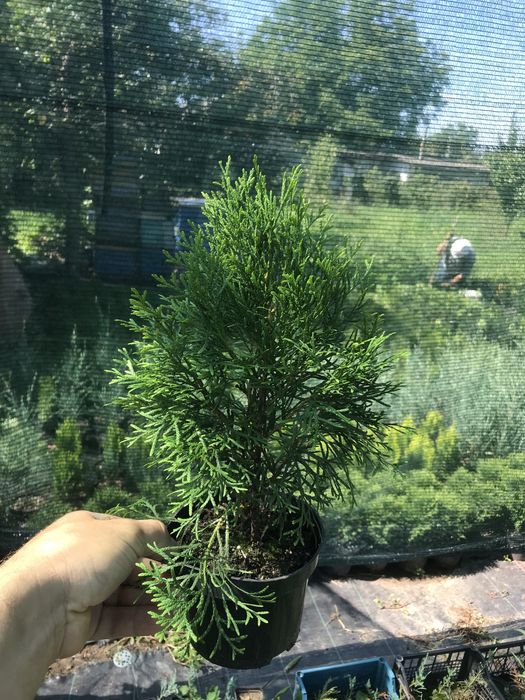 Туя смарагд, різні розміри Полтава