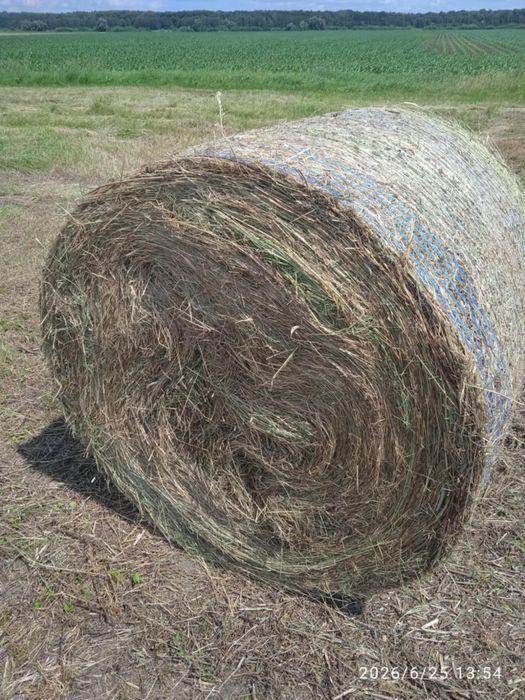 Продам сіно в рулонах