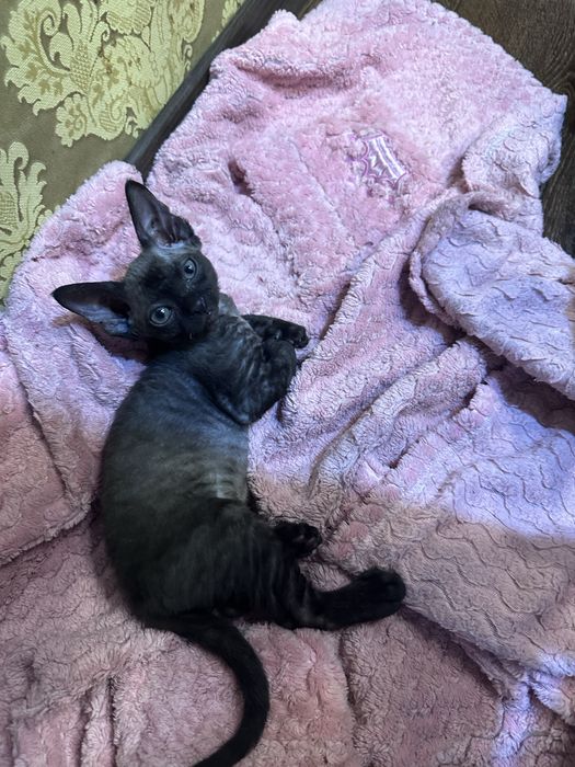 Кошеня Девон Рекс