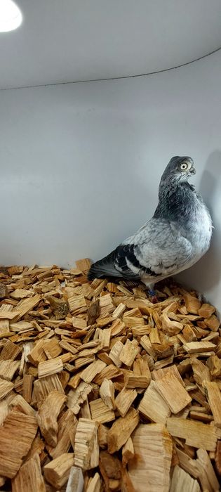 Szek, szeki, krotkodzioby polski, szymel