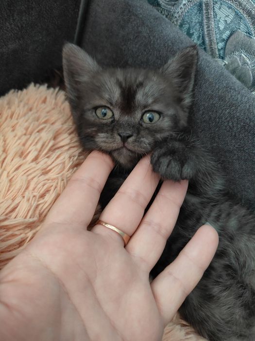 Шотландський прямовухий котик готовий до переїзду