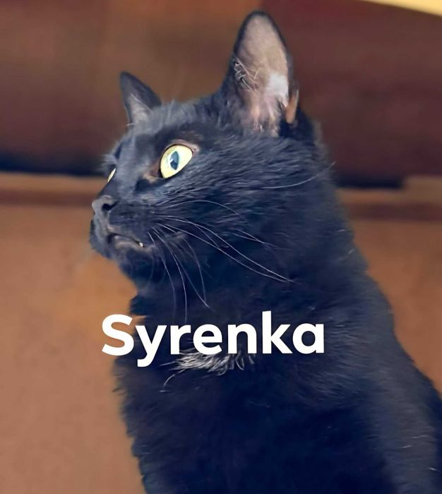 Wyjątkowe koty z Kotelli do pokochania !
