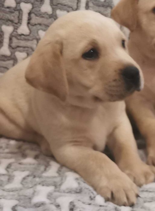 Labrador piesek biszkoptowy