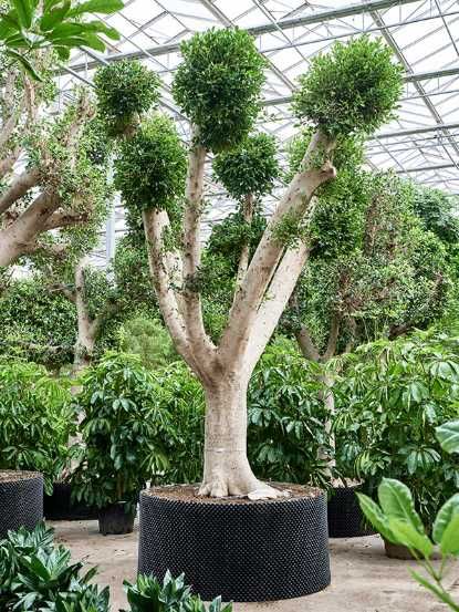 Palmeiras Raras e todo o tipo de plantas