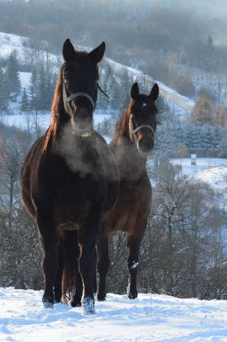 domki w Bieszczadach + SPA, alpaki i inne zwierzaki