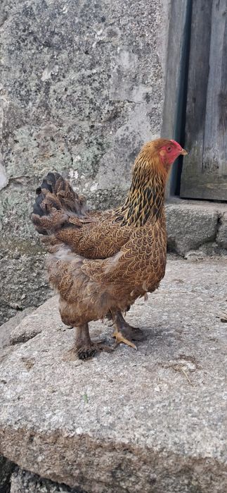 Brahmas Machos/Fêmeas