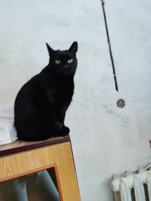 Котячі діти в хороші руки