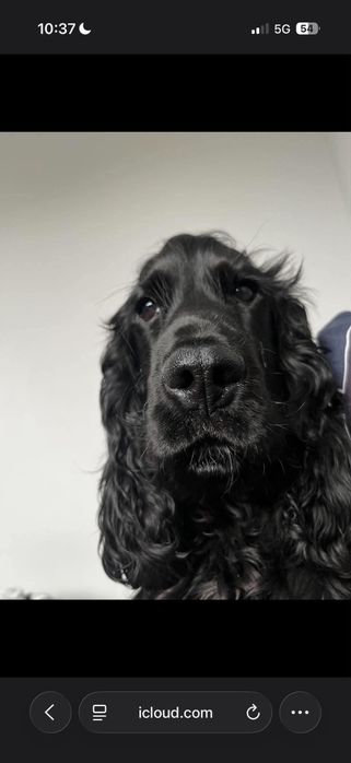 Spaniel do adopcji!