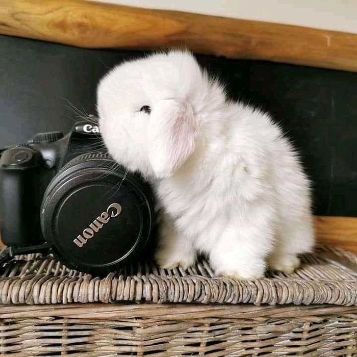 Coelhos anões mini +Gaiola Nova +alimentação adequada