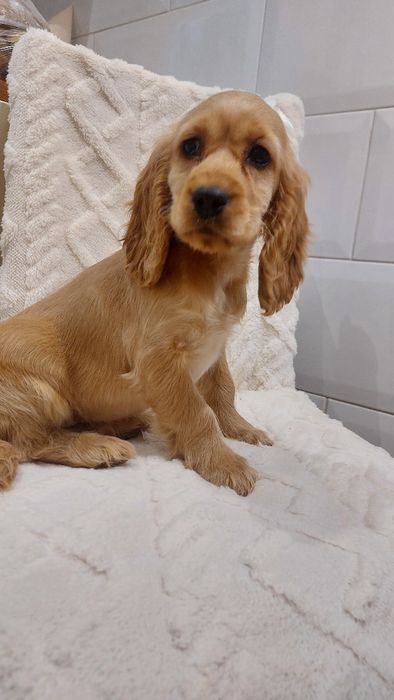 Cocker Spaniel Angielski suczka nowe zdjecia