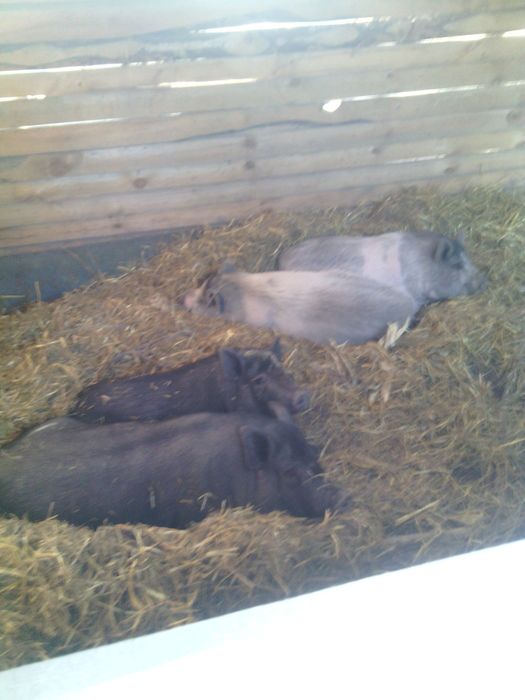 В'єтнамські та корейські поросята