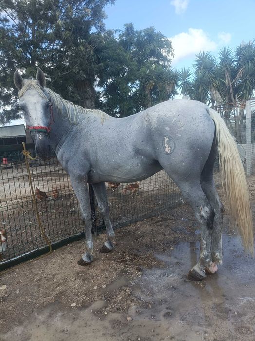 Cavalo    capado