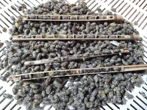 Kokony murarki ogrodowej 2000 sztuk