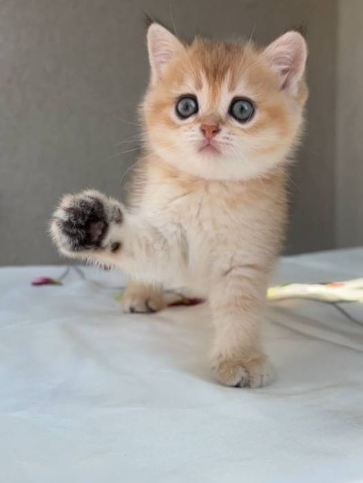 Котики Золота шиншила