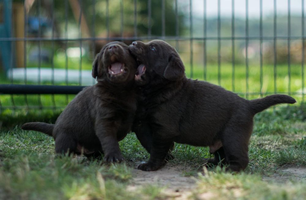Labrador czekoladowe szczenięta FCI