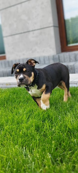 American Bully suczka