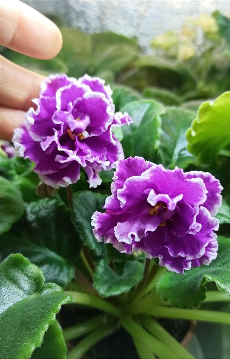 Набір діток фіалок- 1