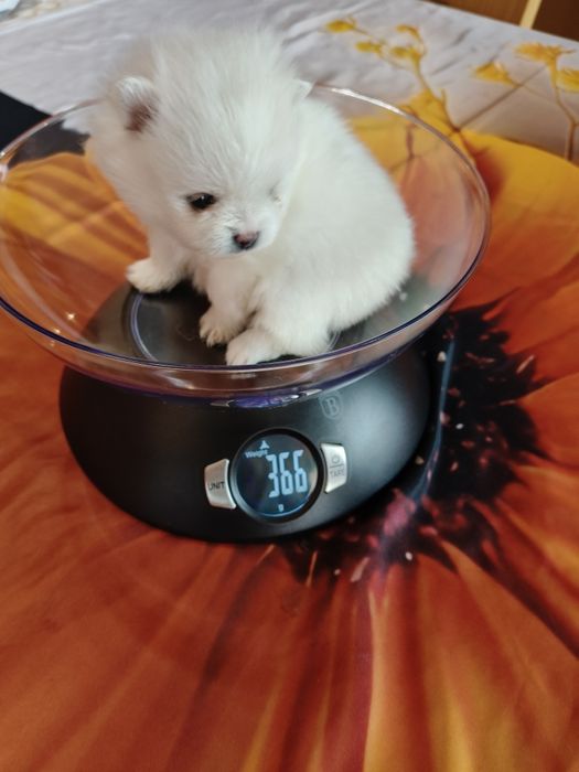 Lulu da Pomerânia menina mini