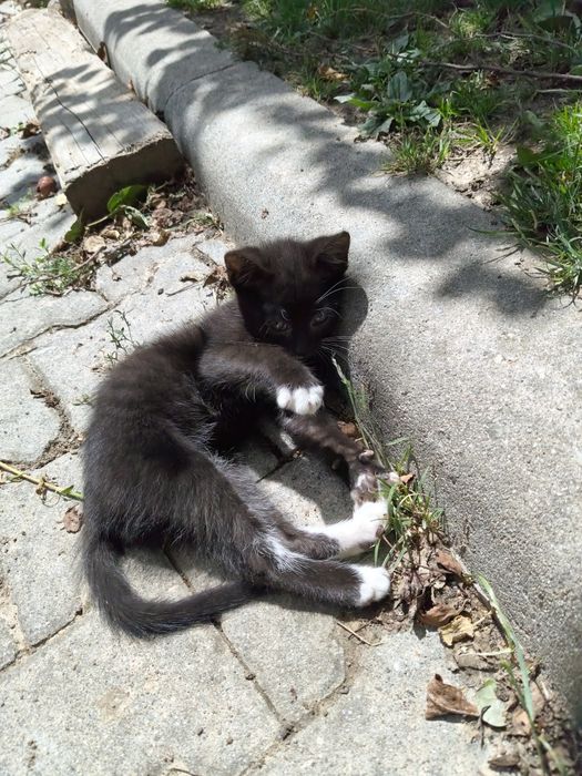 Oddam kotkę do dobrego domu