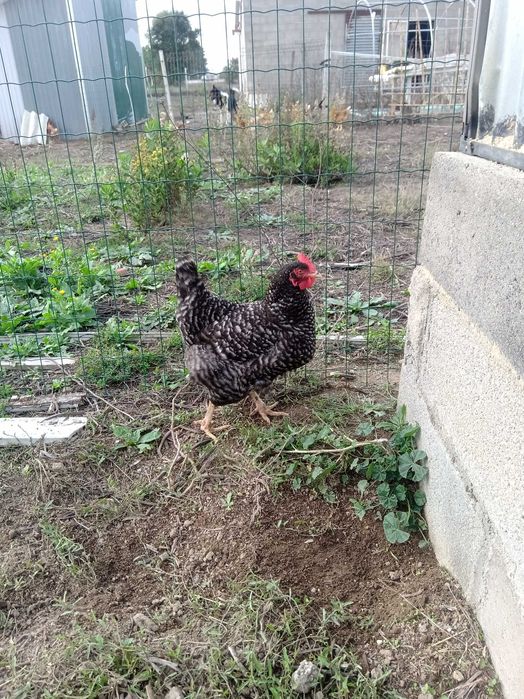 Vendo ovos galados de galinha Pedrês Portuguesa