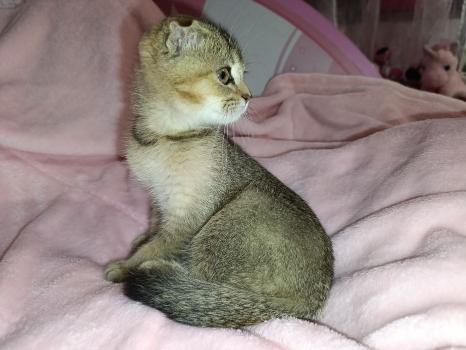 Скотіш фолд , шотландскі висловухі кошенята  , чорно-золота  шиншилла