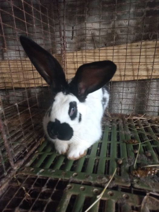 Самець німецький строкач