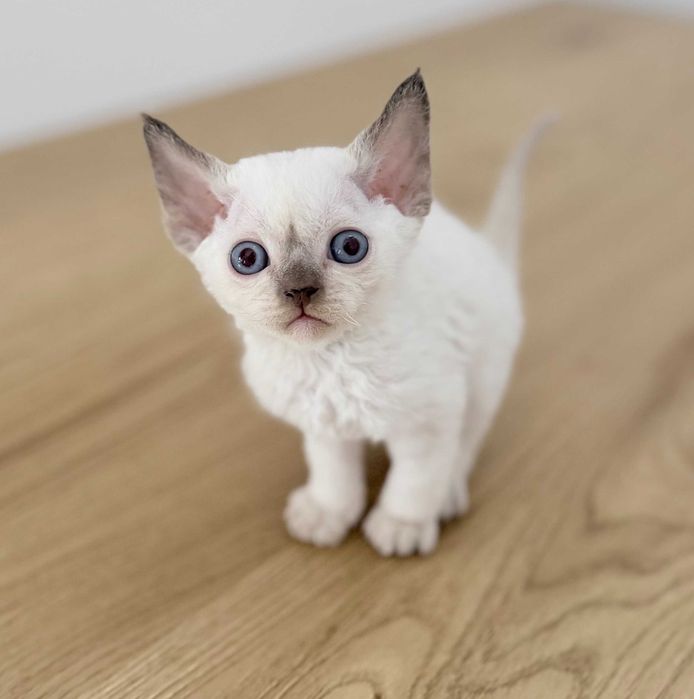 Devon Rex z rodowodem Fpl
