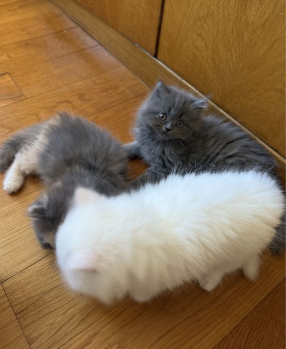 Gato persa fofas