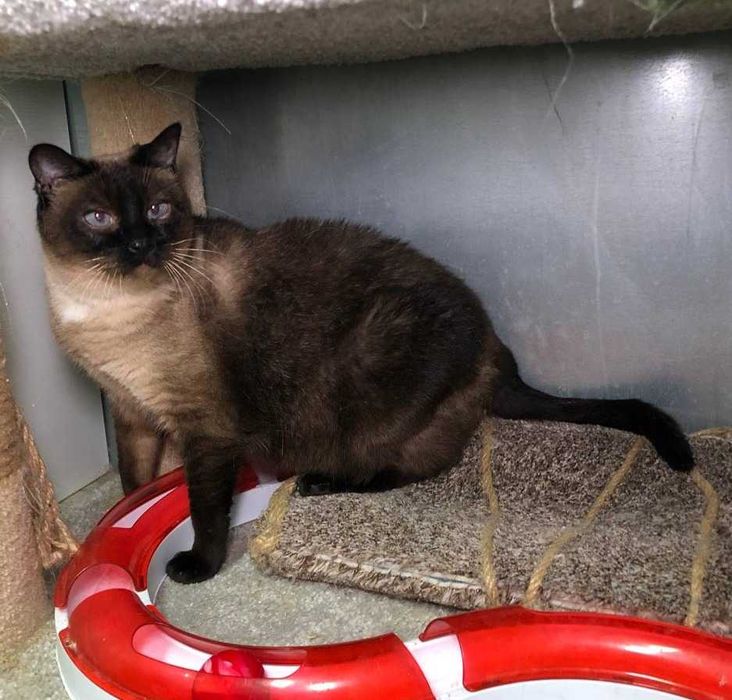 Неймовірно красива КОШЕЧКА Іззі, голубоока леді тайської породи