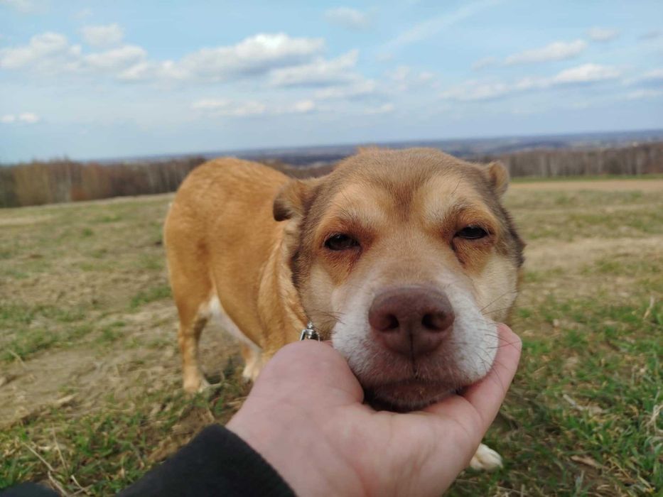 Figa - suczka do adopcji