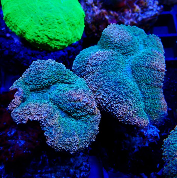 Lobophyllia brain coral koralowce korale.pro akwarium morskie