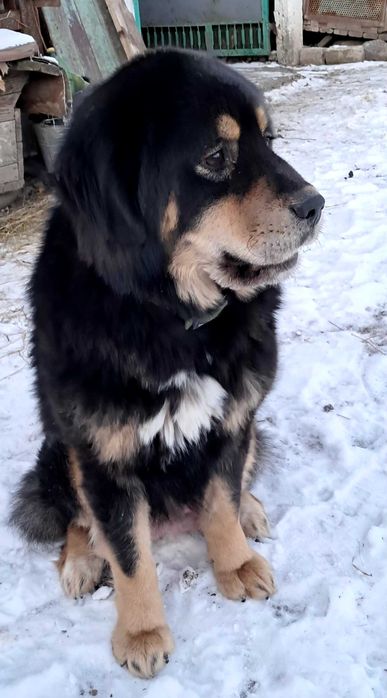 Тибетського мастифа цуценята продаж
