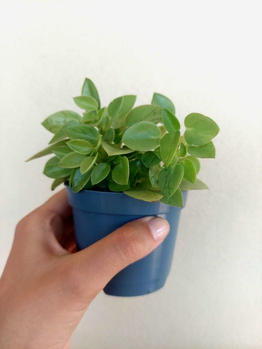 Planat Peperomia Pixie Lime