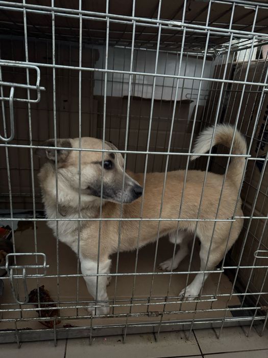 Песик шукає дім та родину