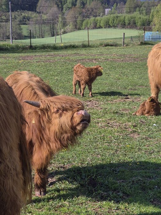 Byczek Highland szuka nowego stada