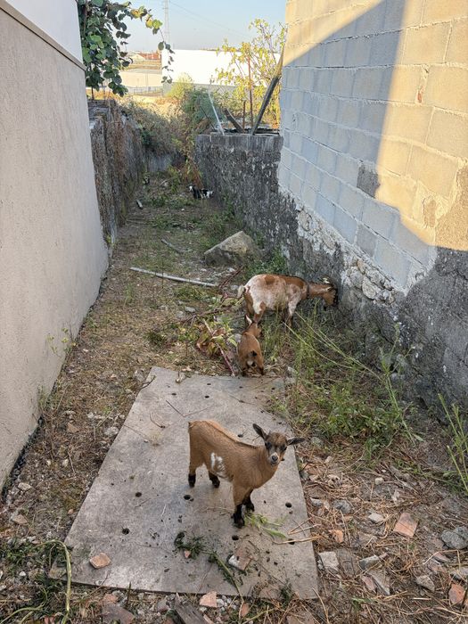Cabras Racça Anã.