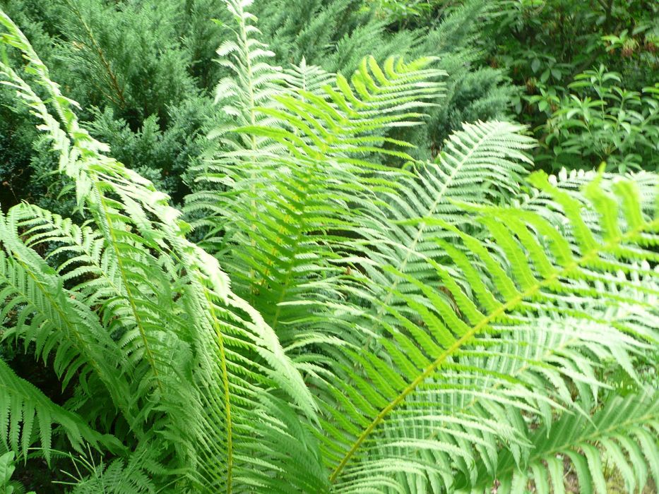 Piękne wieloletnie paprocie