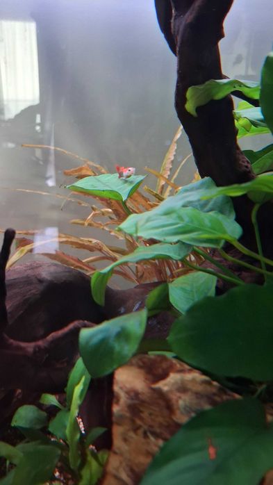 Guppy's Juvenis (Aquário Particular)