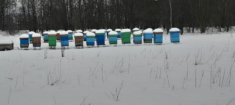 Sprzedam rodziny pszczele