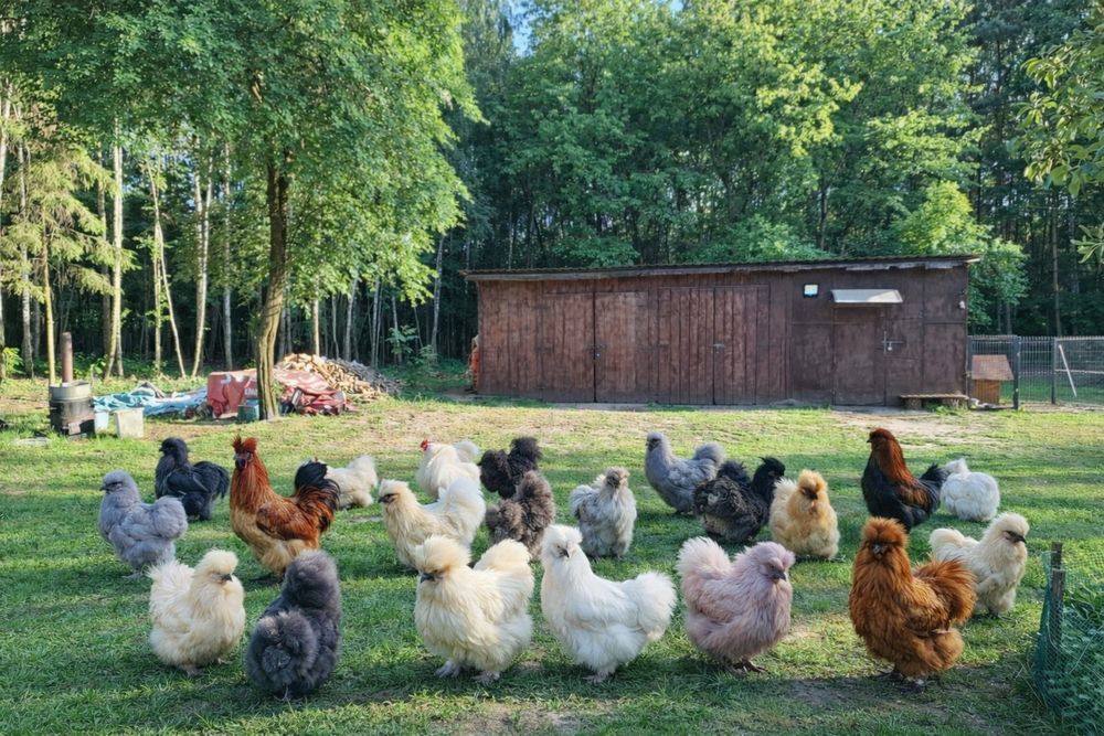 Silki amerykańskie jaja lęgowe