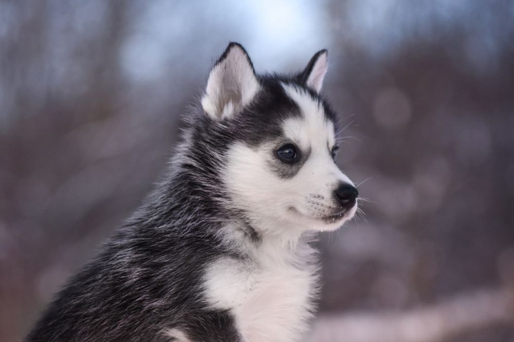 Шикарний хлопчик хаскі