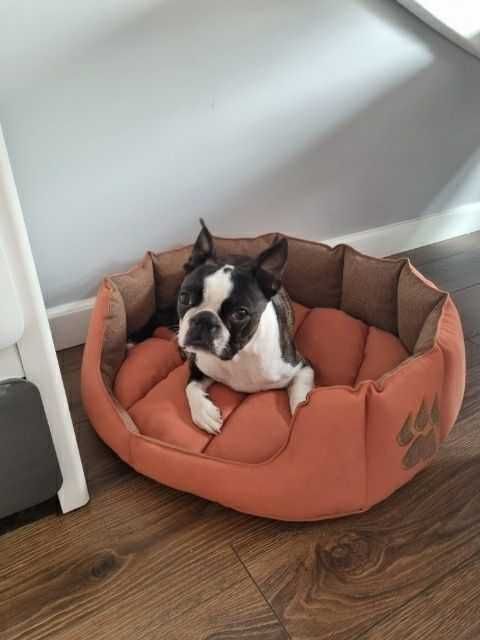 Лежак для котів і собак, можливо, з іменем