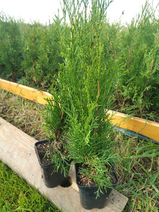 Tuje szmaragd brabant 50 - 70 cm cena 4 zł  , w doniczkach