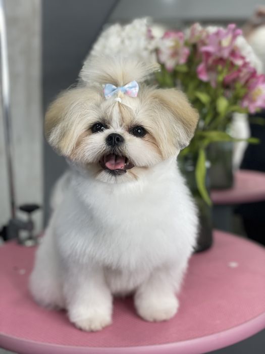 Стрижка собак та котів. Грумінг студія в Ірпені «Groom Bar»