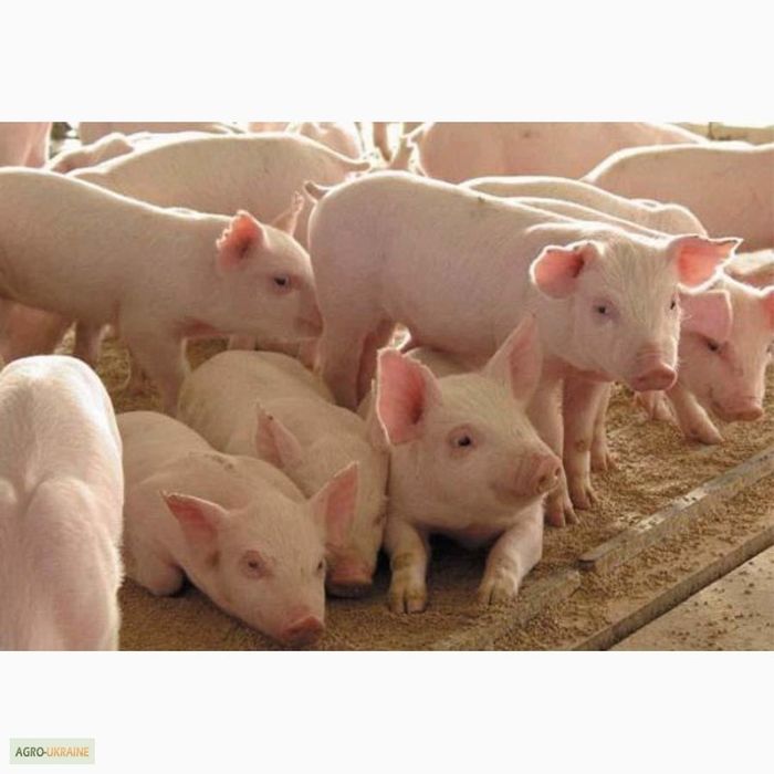 Продам поросята ландраси